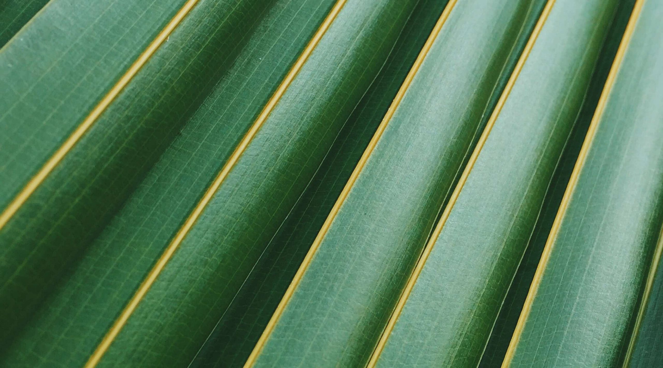 Closeup of palm leaf